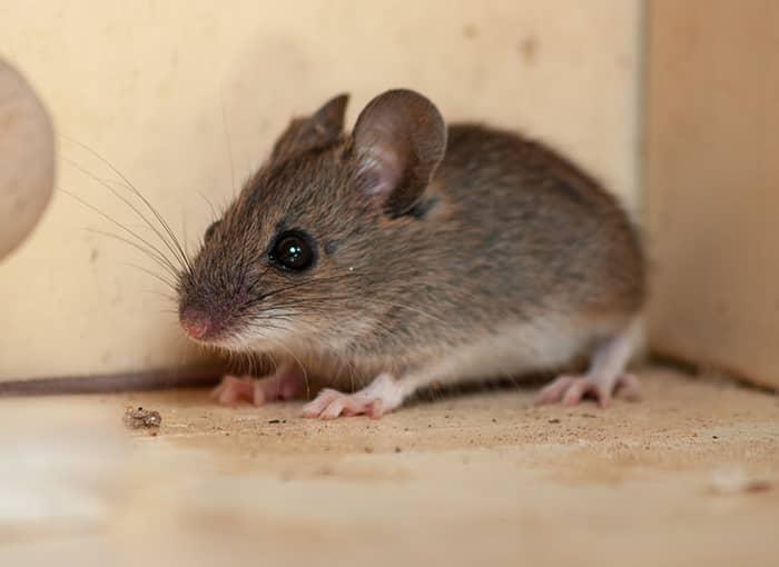 Mice Scuttle Around Upper School